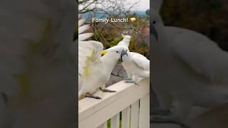 Cockatoo Argument Over lunch ALERT Crazy bird antics shorts [upl. by Jeanne]