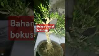 Bahan bonsai bokus belajarbonsai bonsaibokus garden plants nature [upl. by Sateia]