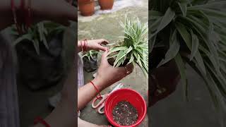 Repotting plants youtubeshort [upl. by Pachton]