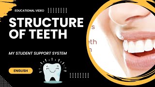 structure of teeth  types of teeth  pulp cavity  dentine  deciduous teeth  permanent teeth [upl. by Icat306]