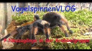 VogelspinnenVLOG  Neuzugänge von der Vogelspinnenbörse Marbach am Neckar  T blondi uvm [upl. by Yatnuahc]