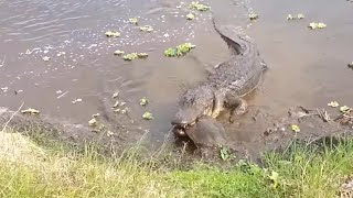 Alligator vs Softshell Turtle [upl. by Chelsy486]