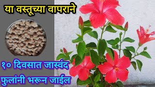 जास्वंदला भरपूर फुले येण्यासाठी दया हे खतOrganic fertilizerspgardeningmarathi [upl. by Anirahc]