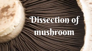 Mushroom dissection [upl. by Betsy280]