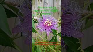 maypop passion fruit flower passionflower passionfruit flowers flower beautiful fruit [upl. by Bosch]