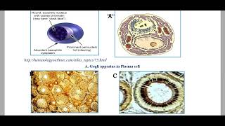 Cell Organelles2 Golgi apparatus  Annulate lamellae  Lysosomes Principles of Histology [upl. by Stich]