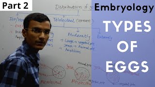 Types of Eggs in Embryology  Isolecithal Telolecithal Centrolecithal [upl. by Cleopatre]