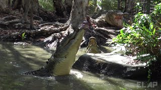 AUSTRALIA QUEENSLAND Crocodile Attack Show 2 [upl. by Adnohsat]