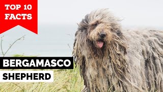 Bergamasco Shepherd  Top 10 Facts [upl. by Catharina]