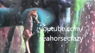 Seahorse gives birth Seahorse having babies giving birth [upl. by Gordie]