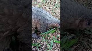 🦗 Pangolin  Uncover the Mystery of This Rare Creature [upl. by Darmit861]