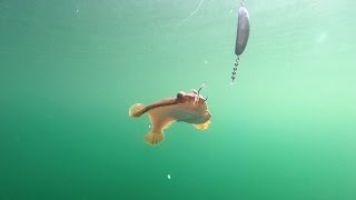 Fishing for Flatfish in Puget Sound [upl. by Malkah]