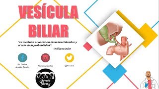 Anatomía  Vesícula Biliar y Conducto Cístico Porciones Relaciones Vasos y Nervios [upl. by Anerol]