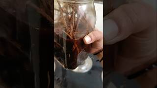 Home made herbal oil for hair growth ytshort hairoilsforgrowth herbaloilforhairgrowth [upl. by Kroo]