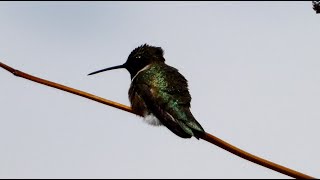 Hummingbirds  UShaped Flight Highspeed Dive Wings Buzz  Bird Sounds [upl. by Eyllib]