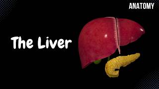 Liver Anatomy Function Topography External Structures Ligaments [upl. by Ultann]