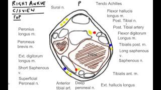 Brainstormer 5 Ankle block Part 2 [upl. by Yroger]