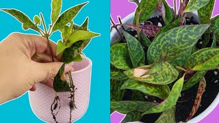 Effortless Lipstick Plant Propagation Guide Step by Step [upl. by Barina]