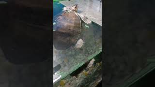 turtlelover turtlelove turtle littleturtle turtoise trendingvideo birdsmusic [upl. by Assert951]