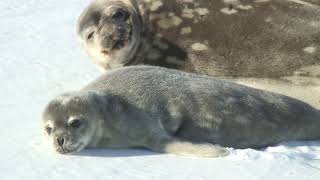 Weddel Seal Pups [upl. by Reifnnej770]