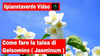 Come riprodurre il Gelsomino con la talea  jasminum [upl. by Cedell]