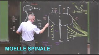 Anatomie de la moelle spinale Neuroanatomie 1 [upl. by Annairb571]