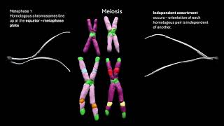 meiosis OCR A ALevel Biology Revision Module 216 Cell division [upl. by Clementis554]