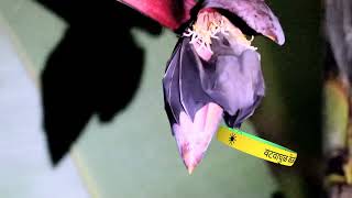 वटवाघुळ केळफुल खातानाBat eating banana flower [upl. by Haridan]