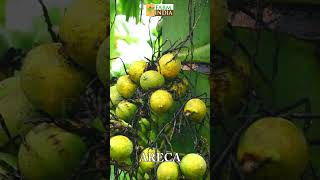 ARECA areca arecapalm arecanut arecanutfarming arecapalmcare shivamogga agriculture adike [upl. by Lateh815]