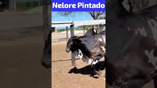 Nelore pintado ofcial [upl. by Ettennej]