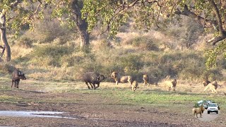 Six Male Lions Attack Buffalo Just Because They Can [upl. by Eiggep]