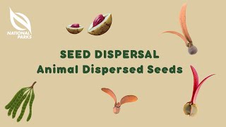 Seed Dispersal Animal Dispersed Seeds [upl. by Aed]