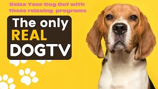 The only REAL DOGTV Relax Your Dog Out with these relaxing programs [upl. by Ahsinav57]