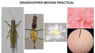 GRASSHOPPER MEIOSIS PRACTICAL [upl. by Blunk]