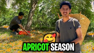 Apricot Season in My Village 😍  Gilgit Baltistan  Seasonal Fruits  Kamran Village Vlogs [upl. by Basset]