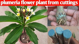 how to grow plumeria flower plant from cuttings [upl. by Mozes]