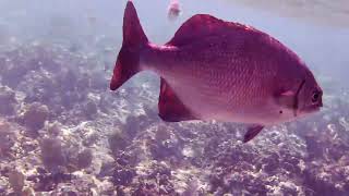 Jibacoa Reef Snorkeling from Memories Jibacoa Resort Cuba 2023 [upl. by Clara42]