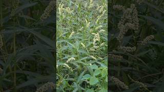 Persicaria maculosa naturephotography naturalbeauty villagephotography jungle forestlife [upl. by Eelam]