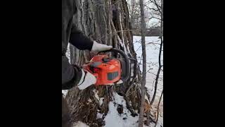 Read Tree Service  Cutting Jan 2024 [upl. by Adnohser533]