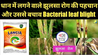 धान की फसल मे झुलसा रोगBacterial leaf blightधान मे फफूँद रोग और इलाजLANCIATricyclazole15WP2021 [upl. by Herries]