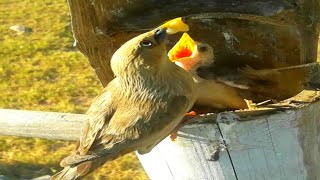 Chestnut tailed starling bird brings baby bird foodbird baby [upl. by Larrej579]