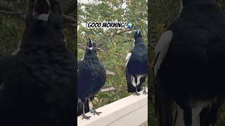 Amazing Australian Magpie Sings Then Sneezes 🤧 Astonishing [upl. by Vassili]