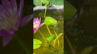 Mosquito fish in a waterlily pot [upl. by Deanne]