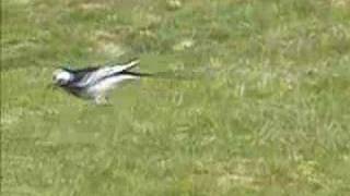 White Wagtail subspecies Pied wagtail [upl. by Brittnee]