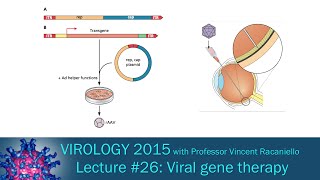 Virology 2015 Lecture 26 Viral gene therapy [upl. by Jayme229]