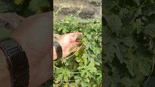 Bitter Gourd The Ultimate Urban Homesteading Crop growing bitter gourd backyard homestead tour [upl. by Wilona680]