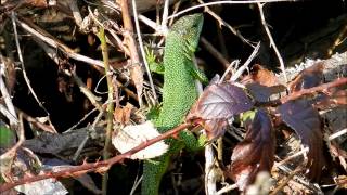 Lézard vertwmv [upl. by Assirram]