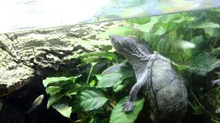 Big Tank for Feisty Musk Turtle [upl. by Rudolfo]