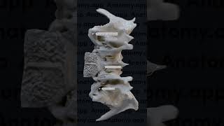 Sphenoid bone landmarks [upl. by Africah373]