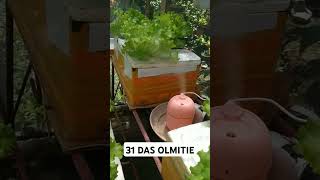 checkout my hydroponically grown hydroponics kratkymethod lettucegrow thankyouforwatching [upl. by Luing]